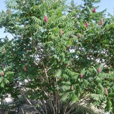 Staghorn Sumac